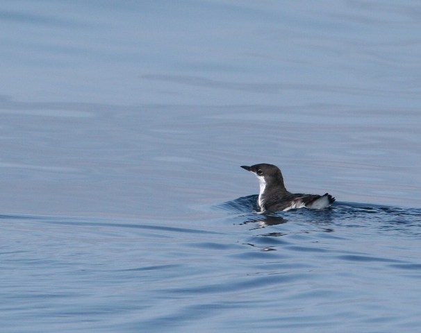 Xantus' Murrelet